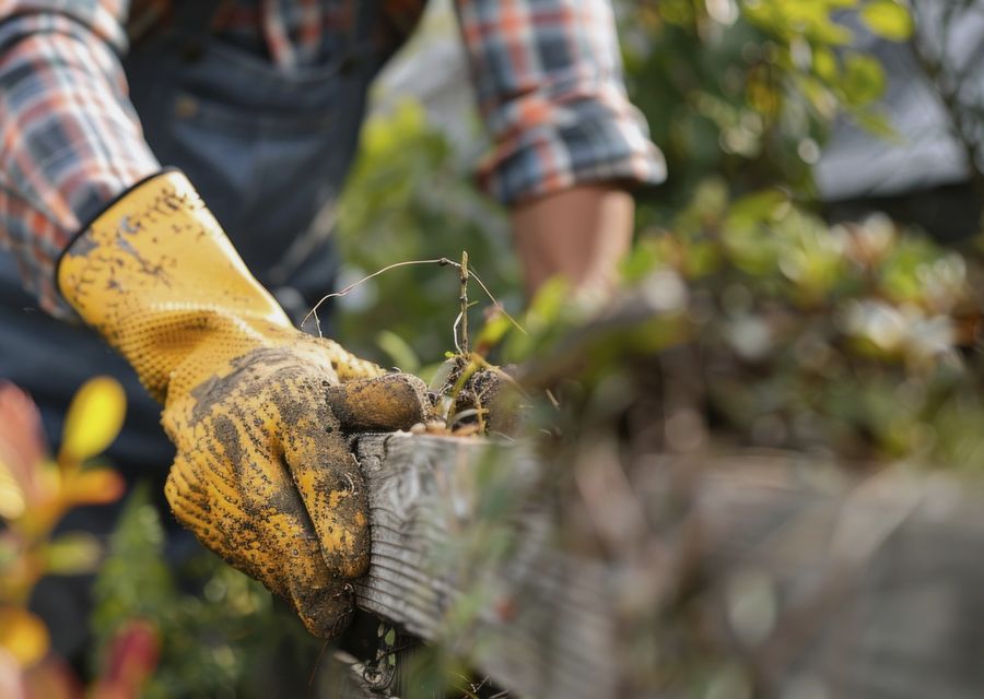 Tree removal work by Clavin Tree Service in Griffith, IN
