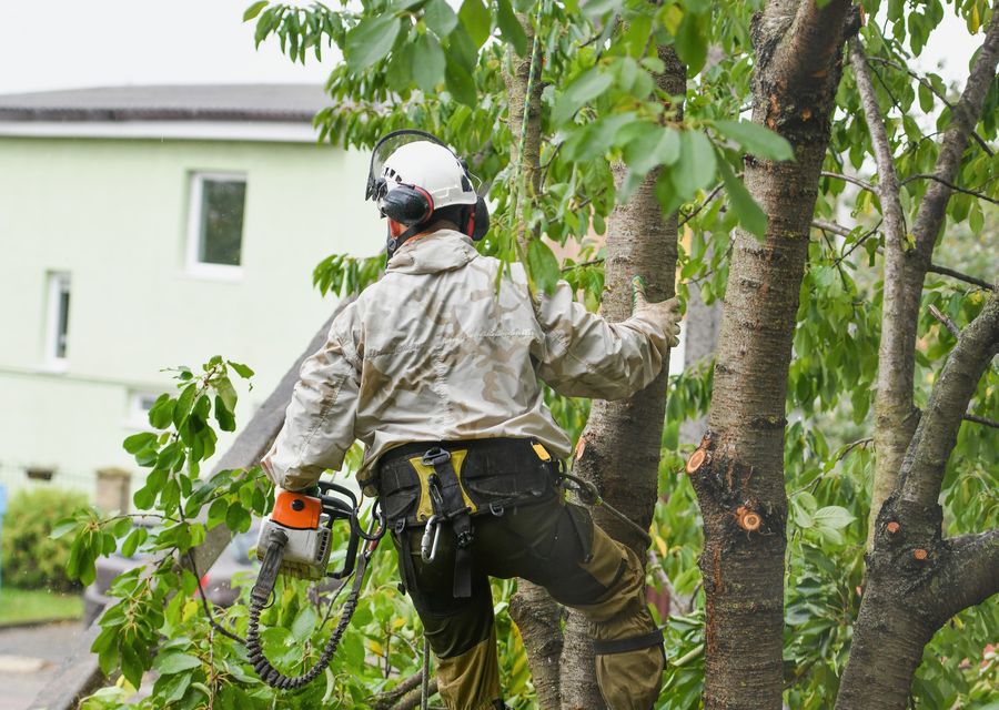 Tree removal work by AAA TREE SERVICE CORP in Tustin, CA