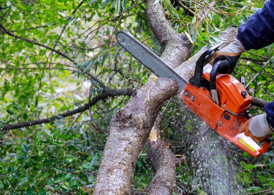 Tree removal work by Splintered Forest Tree Services in Swansea, SC