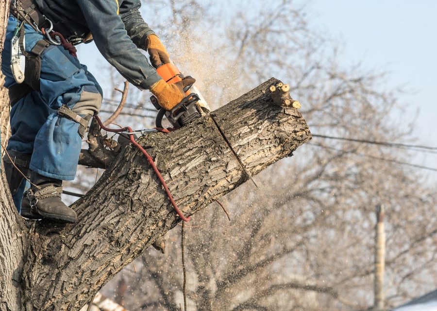 Tree removal work by Roots Tree Service in Hampton Falls, NH