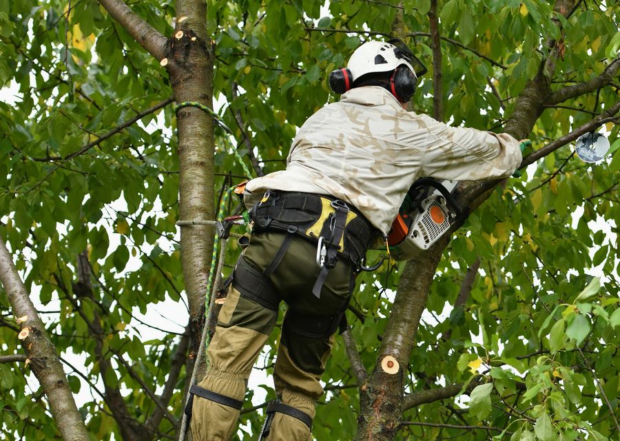 Tree removal work by Special Tree Service in Highland Park, IL