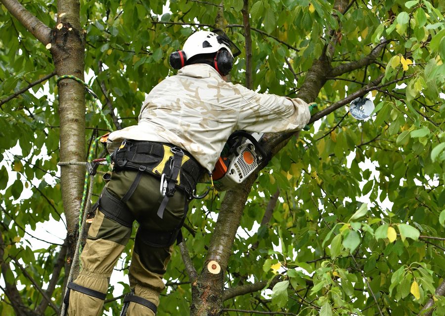 Tree removal work by Luna's Tree Service in Elkhorn, NE