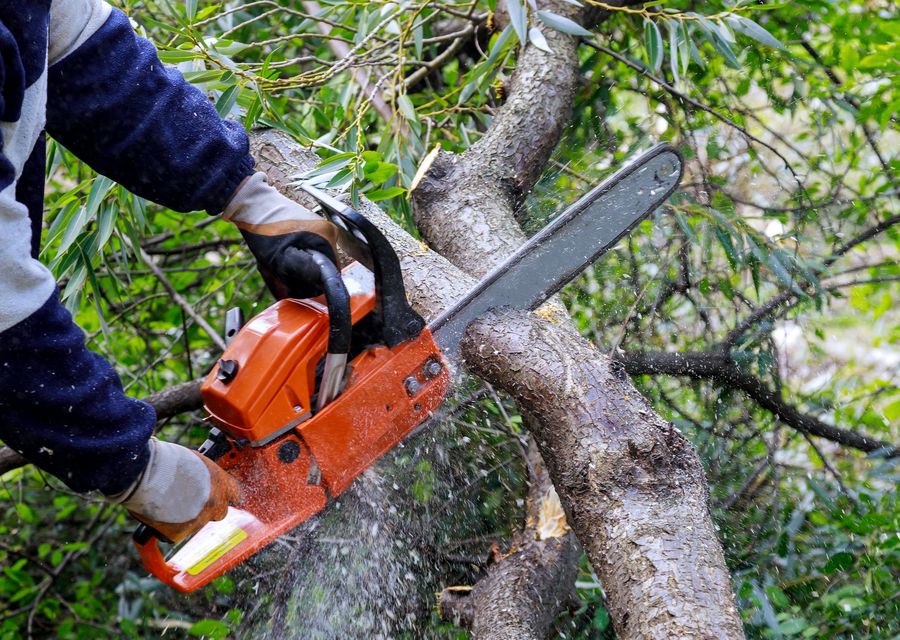 Tree removal work by Beach Tree Services Experts in Clermont, FL