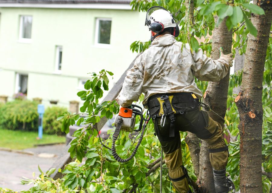 Tree removal work by Meinhart's Tree Service in Springfield, NE