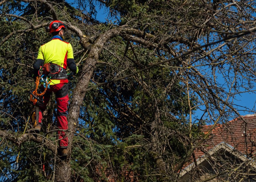 Tree removal work by GreenLeaf Tree Removal in Grayson, GA