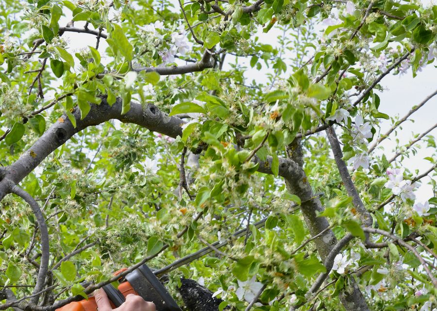 Tree removal work by Green View Tree Service LLC in Stanley, NC
