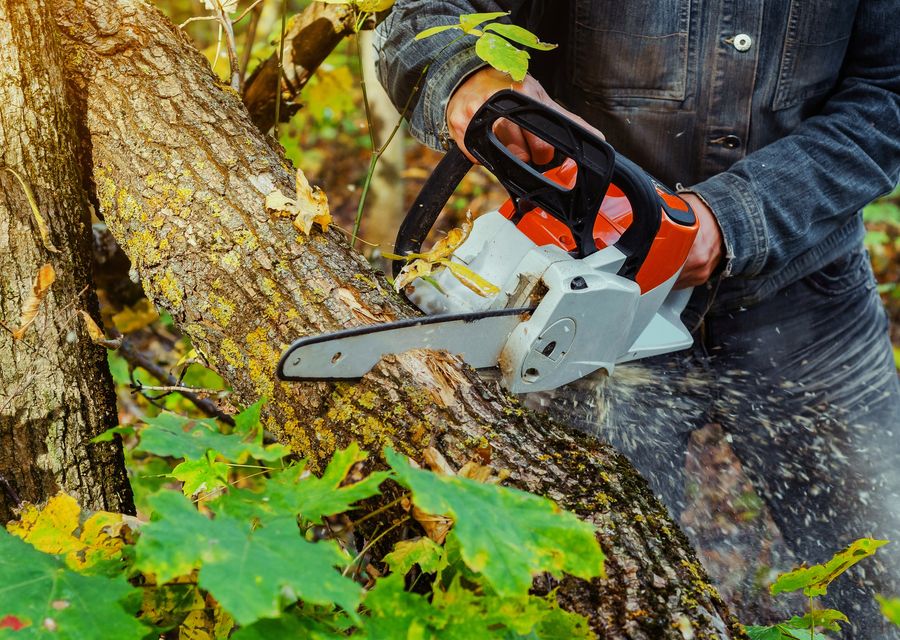 Tree removal work by Fielding Tree Care LLC in Ephrata, PA