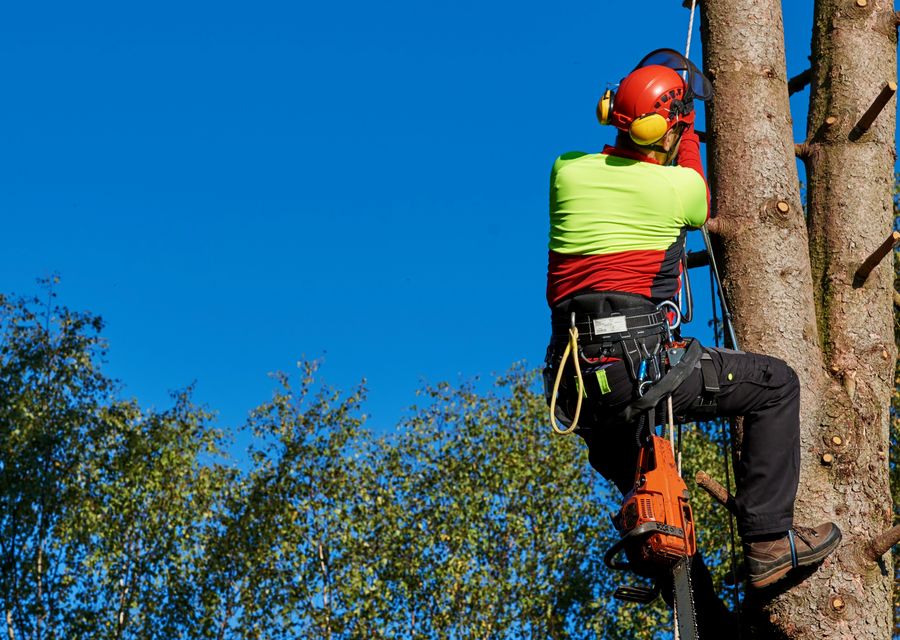 Tree removal work by B & A Tree Service in Eustis, FL