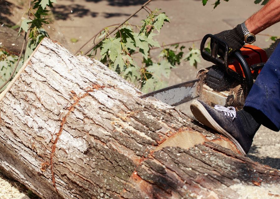Tree removal work by Budget Tree Service in Highland, IN