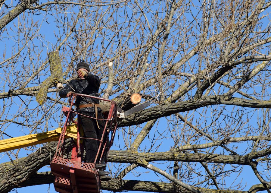 Tree removal work by Empire Tree Services in Kennesaw, GA