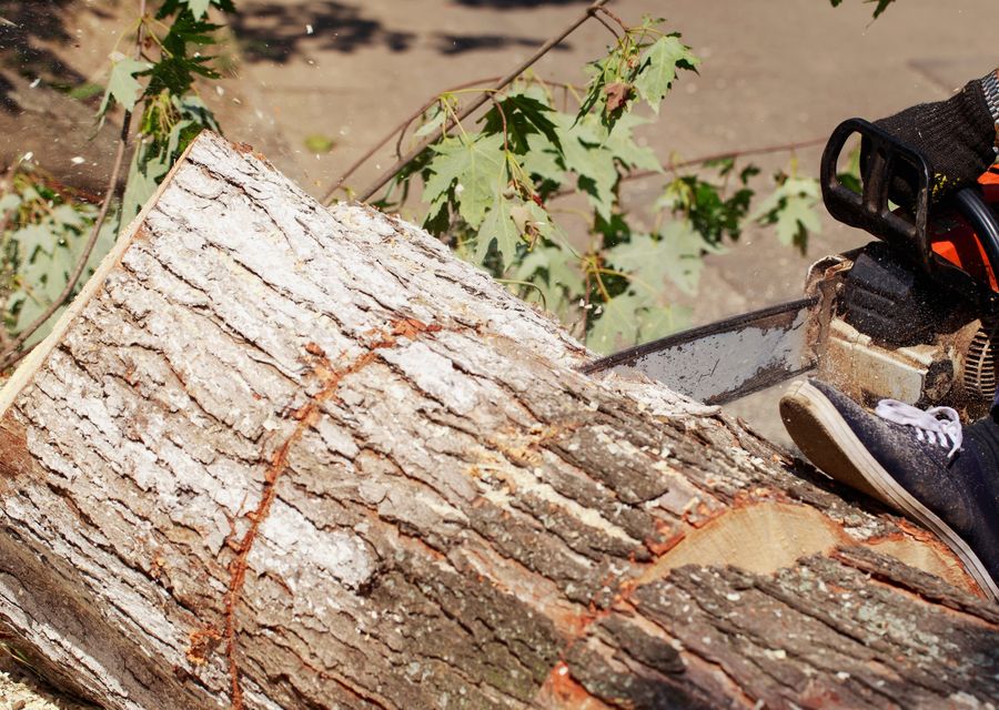 Tree removal work by Uncle Matty's Tree Service in Sadsbury, PA