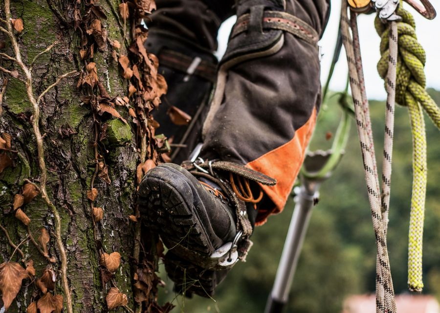 Tree removal work by Our Family Tree Service in Roaring Spring, PA