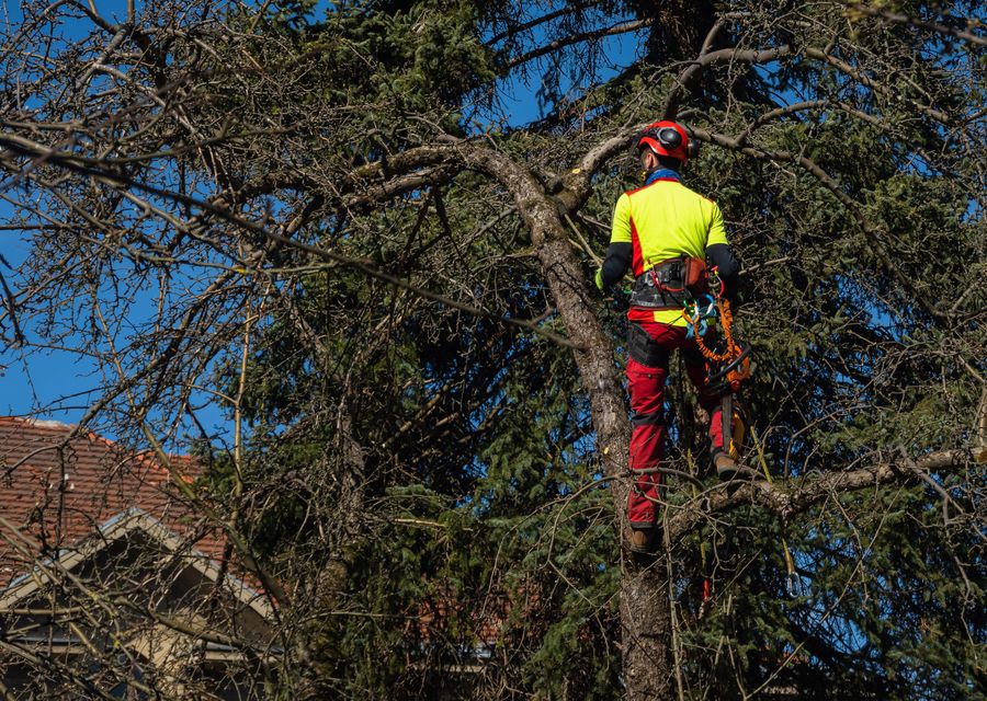 Tree removal work by Alvin's Tree Service LLC in Rayne, PA