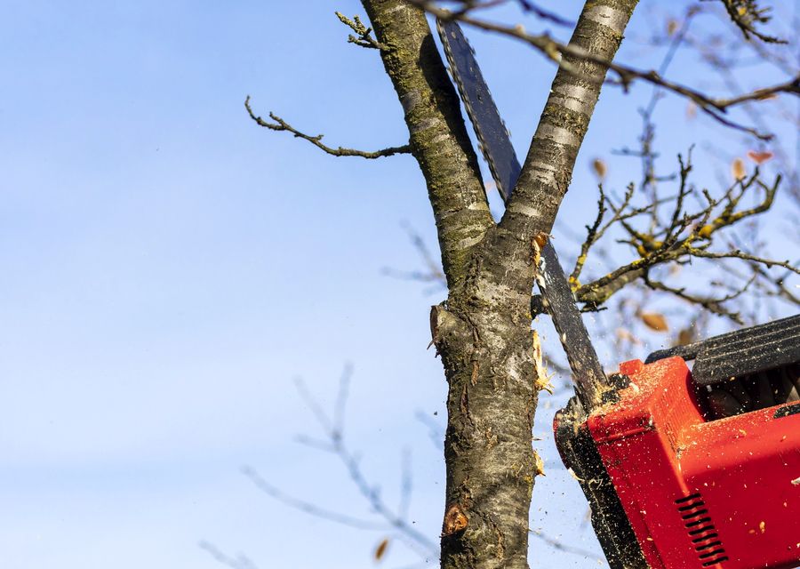 Tree removal work by Victorio Tree Service & Landscaping in Spring Grove, IL