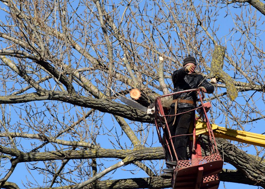 Tree removal work by FCM TREE SERVICES LLC in Lebanon, ME