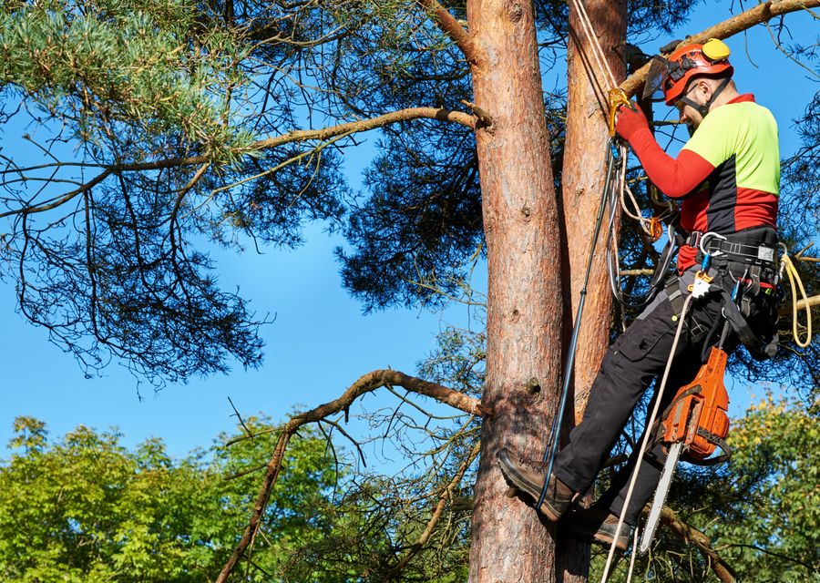 Tree removal work by Senske Lawn Care Services in Gilbert, SC