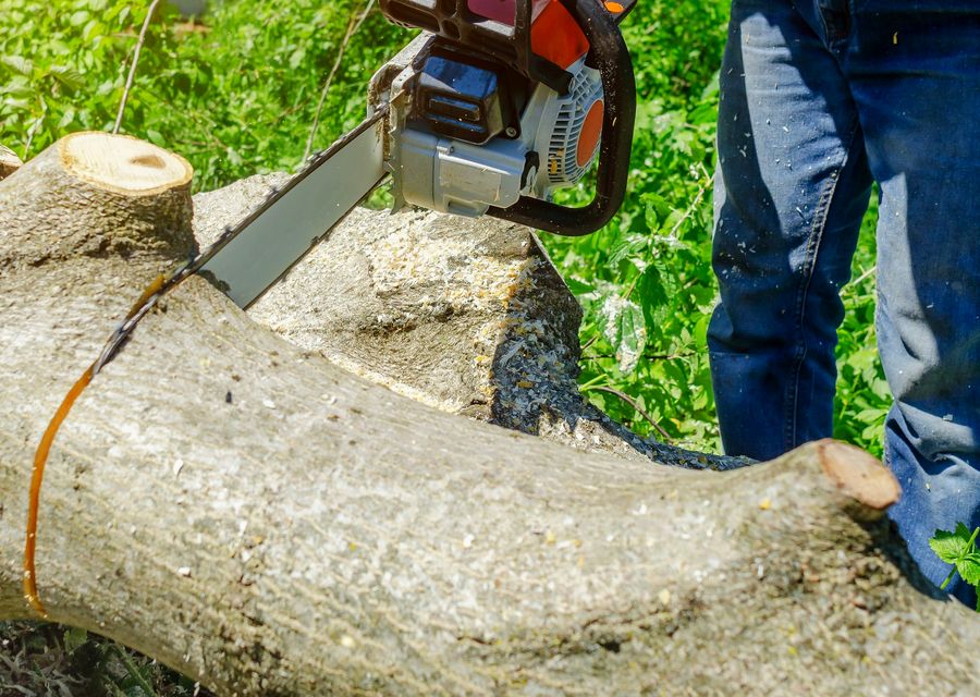 Tree removal work by Campos Tree Service Corp in Longwood, FL