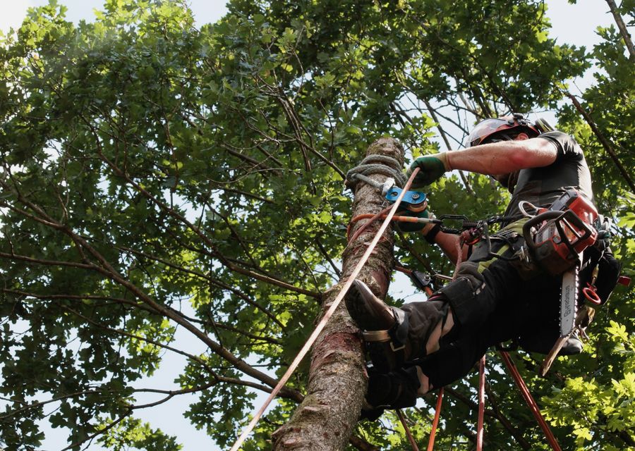 Tree removal work by The Giving Tree Service in Dripping Springs, TX