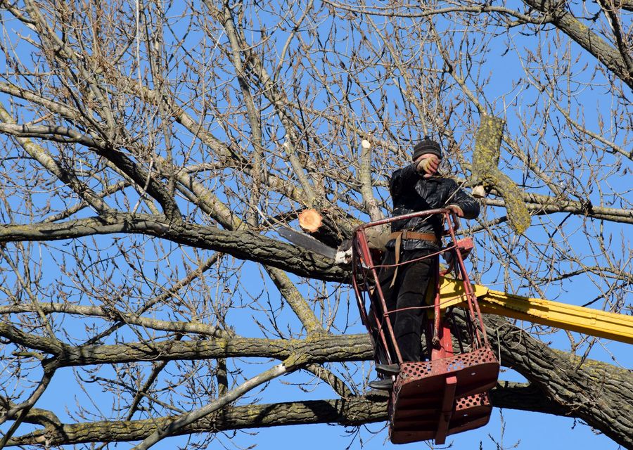 Tree removal work by Tree Frog Tree Services in Gurnee, IL