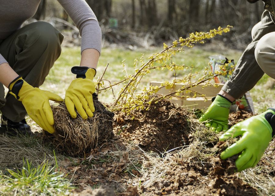 Tree removal work by Z Tree Experts in Springfield, PA