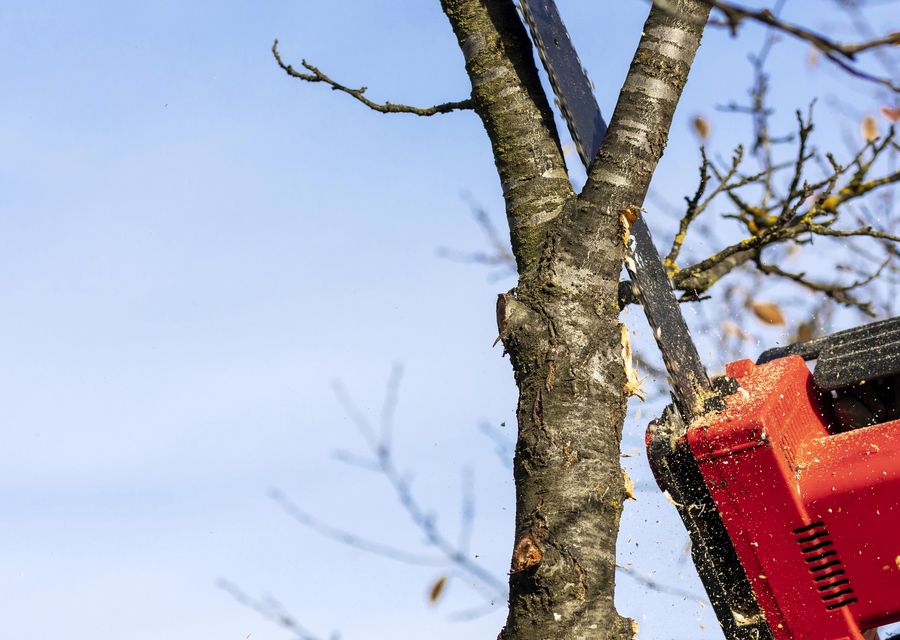 Tree removal work by K & D Tree Masters Inc in Glen Ellyn, IL