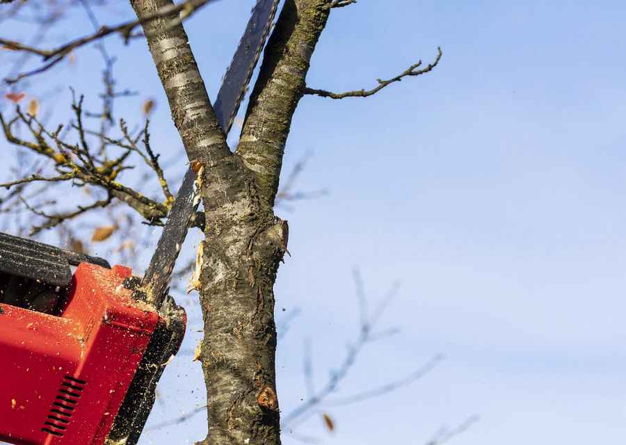 Tree removal work by Dujets Tree Experts Inc. in Westbrook, ME