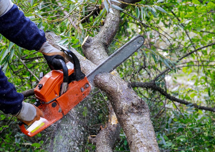 Tree removal work by Burke & Son Tree Service in Altamonte Springs, FL