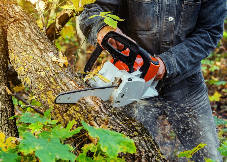 Tree removal work by Vega's Tree Service,Inc in Brownington, VT