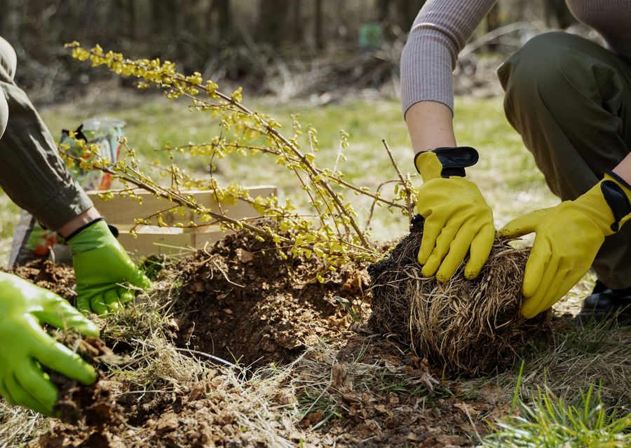 Tree removal work by Hufnagel Tree Service in Swannanoa, NC