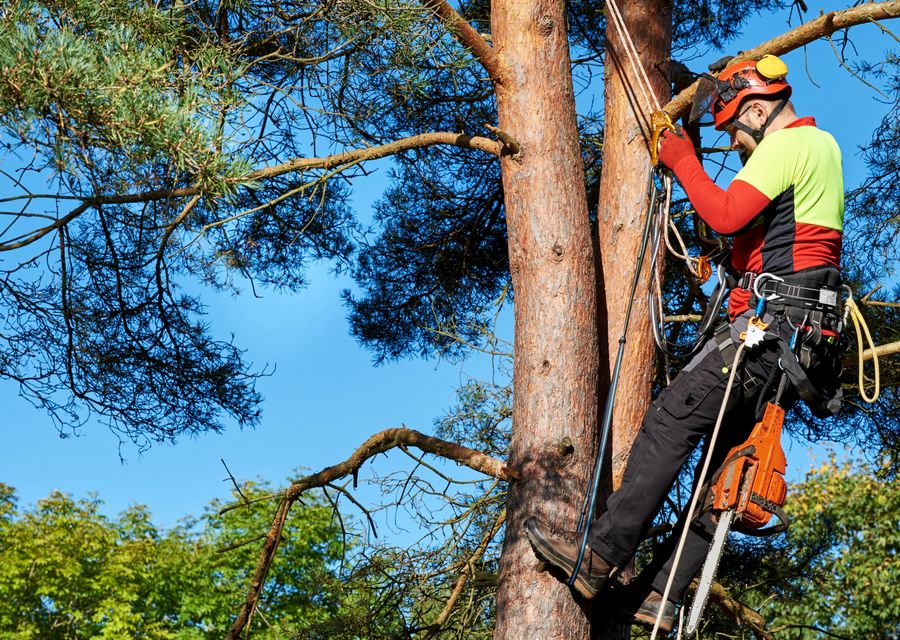 Tree removal work by RTD Tree Care in Calumet Park, IL