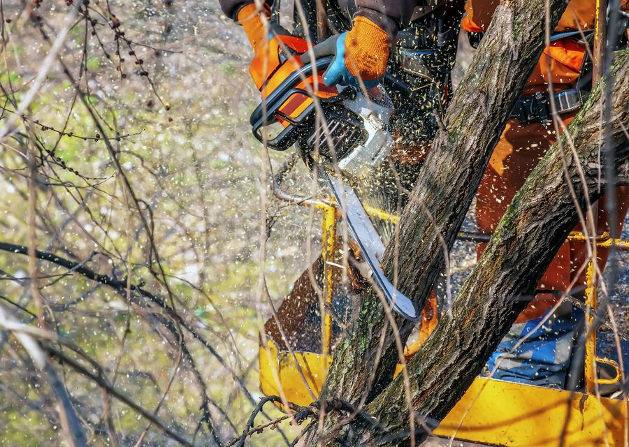 Tree removal work by Ismael's Tree Service in Hollidaysburg, PA