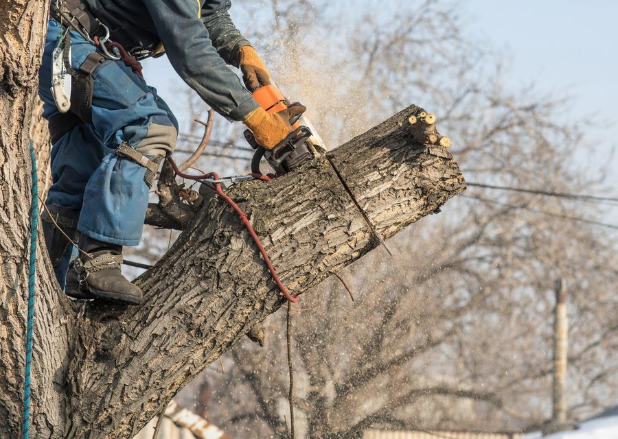 Tree removal work by Power Tree Service & Landscaping LLC in Lisbon, NH