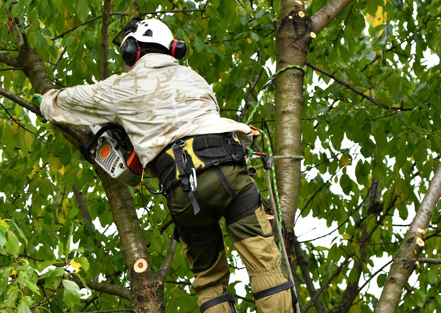 Tree removal work by Mahwah Tree Corporation in La Vista, NE