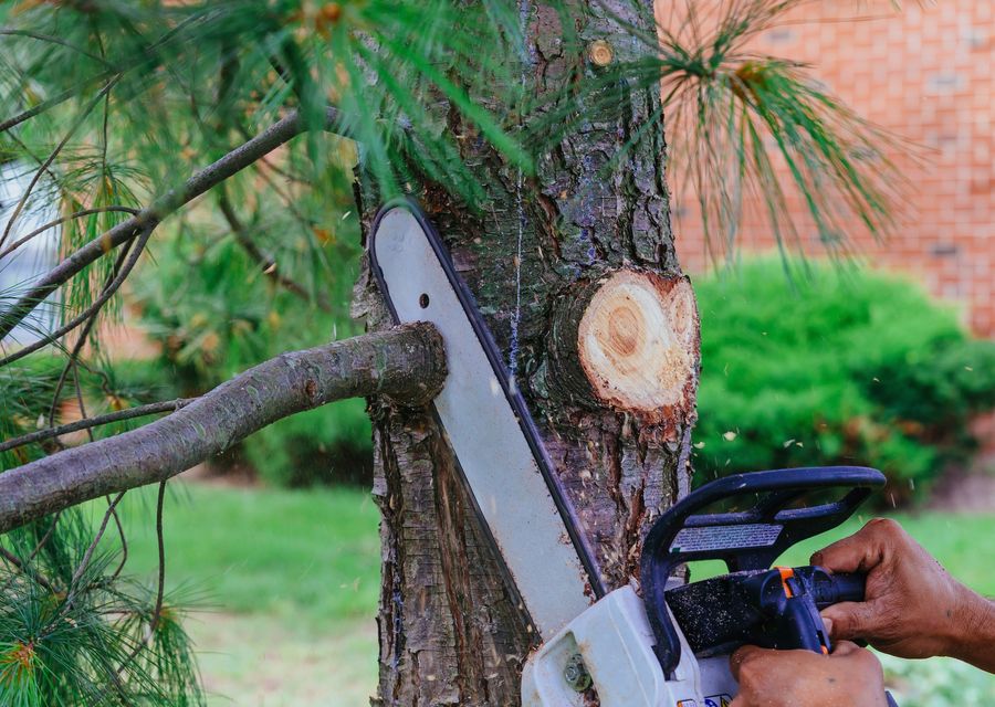 Tree removal work by Randy's Pro Landscaping & Tree Service in Ossipee, NH