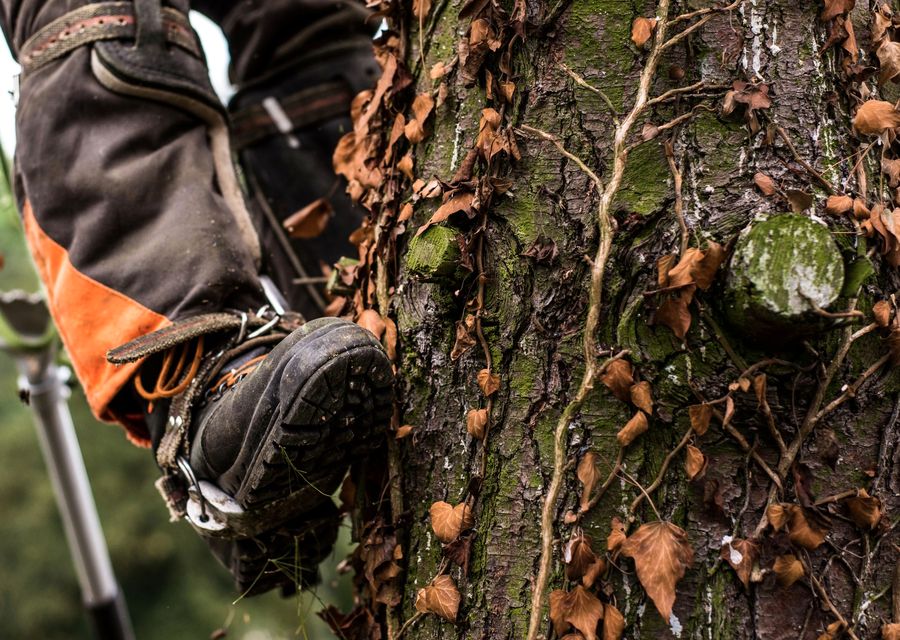 Tree removal work by Gem's Tree Service and Removal in Abington, PA