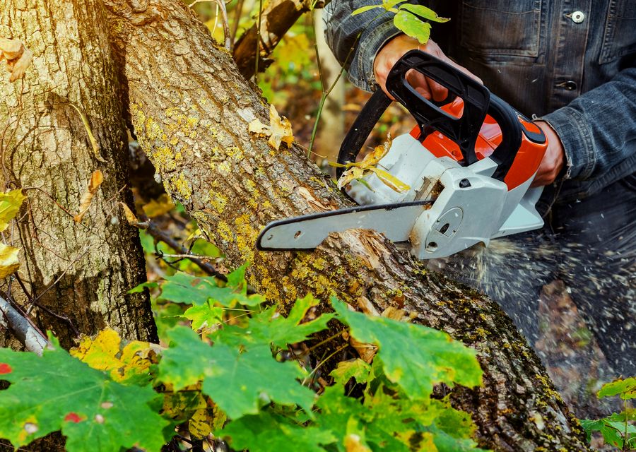 Tree removal work by The JT Tree Service in Godley, TX