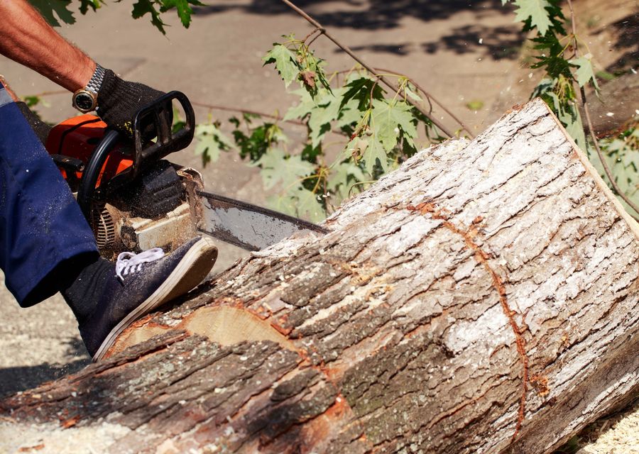 Tree removal work by Al`s Tree Services in Allegheny, PA