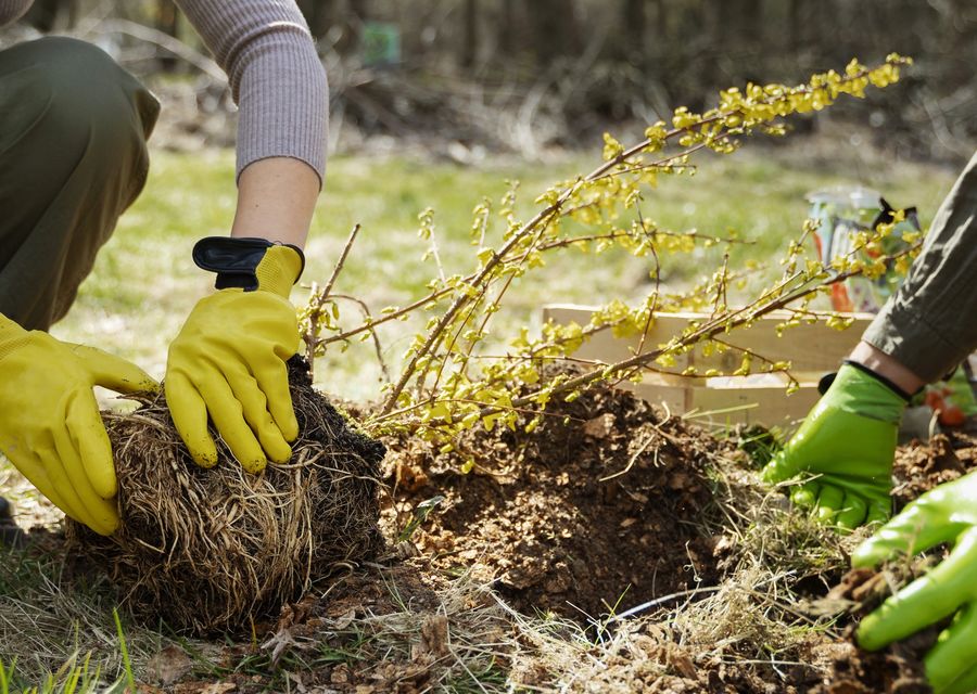 Tree removal work by Arbor Tech Tree Service in Lakewood, CO