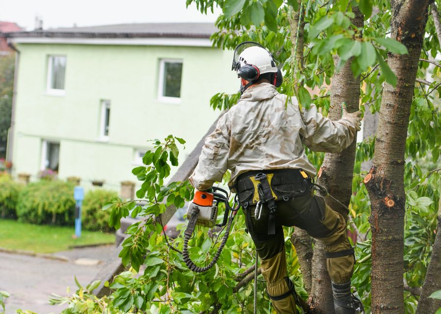 Tree removal work by M. Ramirez Tree Service in Buffalo Grove, IL