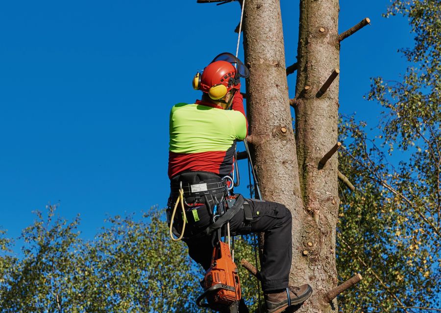 Tree removal work by Green Point Tree Services in Mooresville, NC