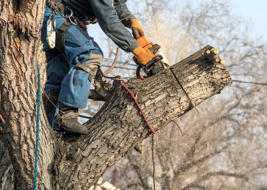 Tree removal work by Bayman Tree Care in Groveland, FL