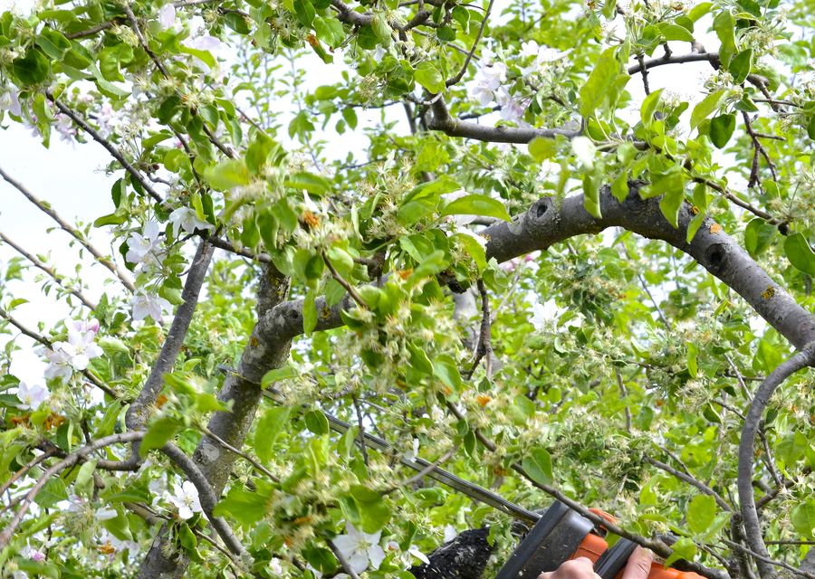 Tree removal work by Arbor Care Specialists in Cresson, PA