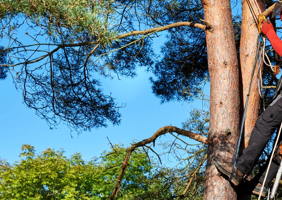 Tree removal work by Absolute Tree Care in Lower Merion, PA