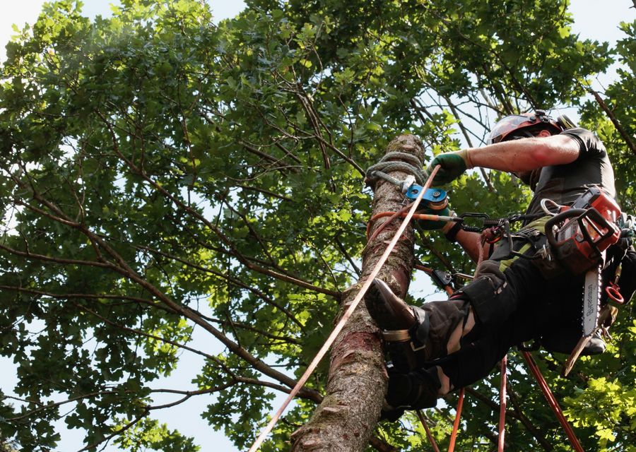 Tree removal work by Complete Tree Removal & Clean-Up in Tavares, FL