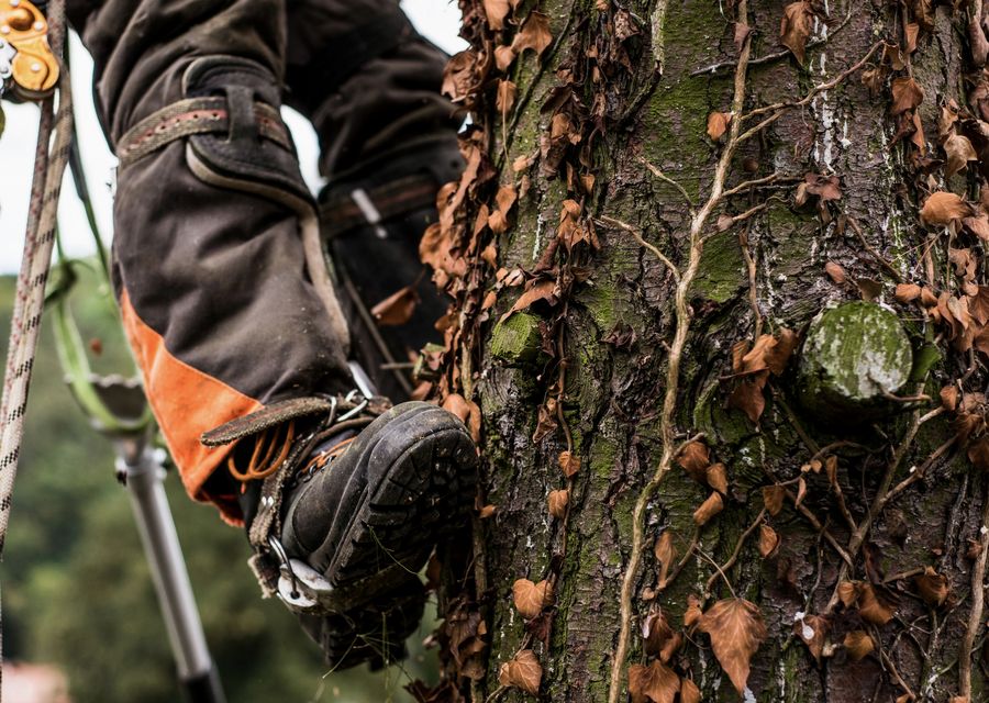 Tree removal work by Reliable Tree Care in Wagener, SC