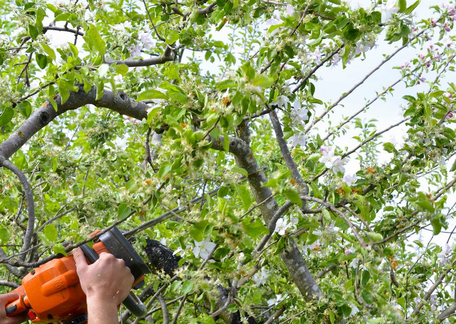 Tree removal work by Arbor Tech in Penn, PA