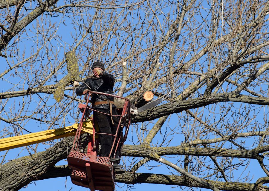 Tree removal work by All The Above Tree Service in Norridge, IL