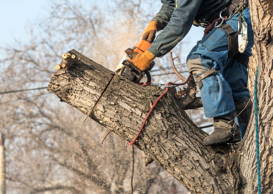 Tree removal work by ABOVE ALL TREE SERVICE in Placentia, CA