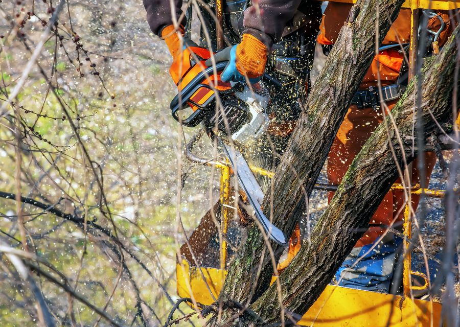 Tree removal work by Metropolitan Tree & Landscaping Corp in South Holland, IL