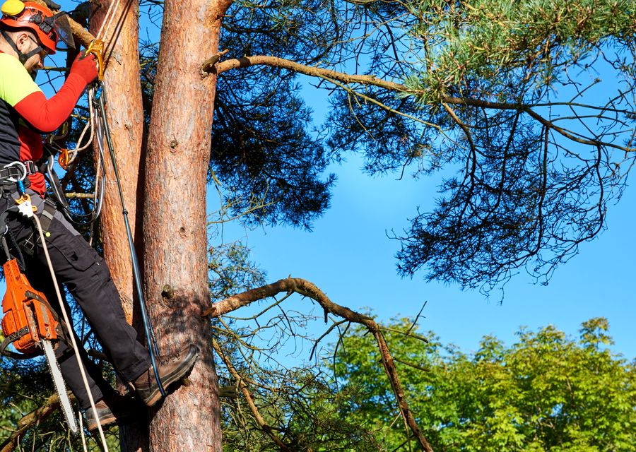 Tree removal work by PSD Tree Experts & Landscape in Rochester, NH
